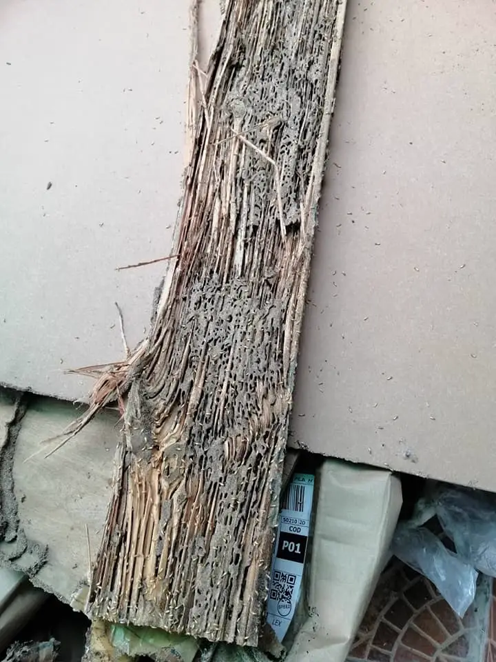 Under-sink area inspection for termite entry points and structural damage